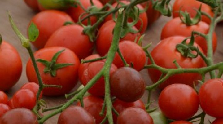 Kinderfeestje en Onze Tuin Oogstdag 2013 014